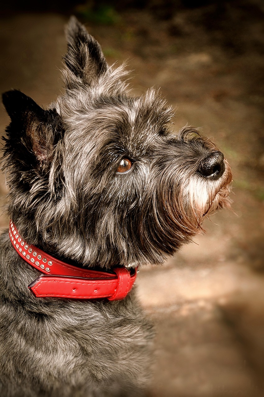 Cairn Terrier dog