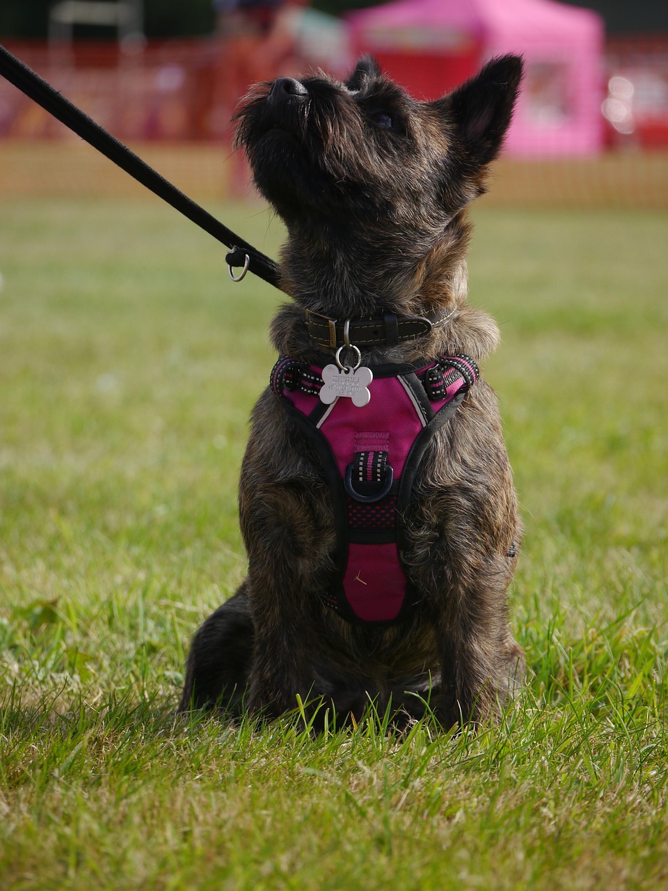 Cairn Terrier pet