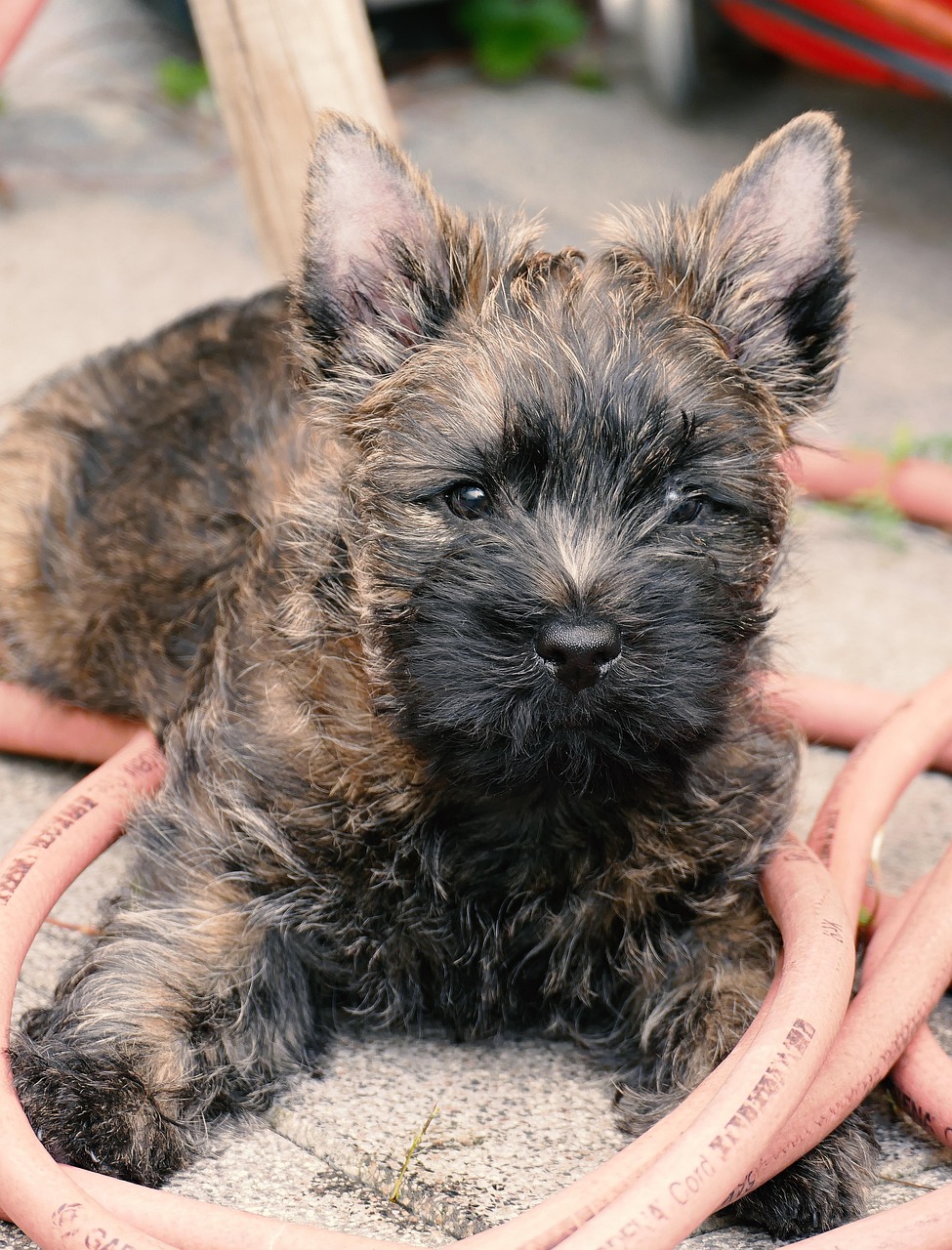 Cairn Terrier puppy