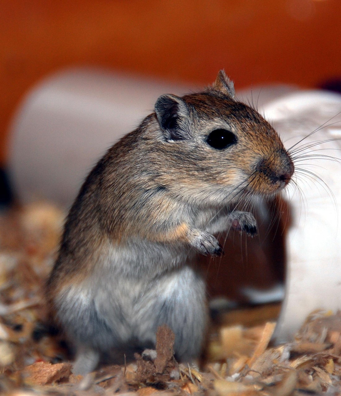 Gerbil