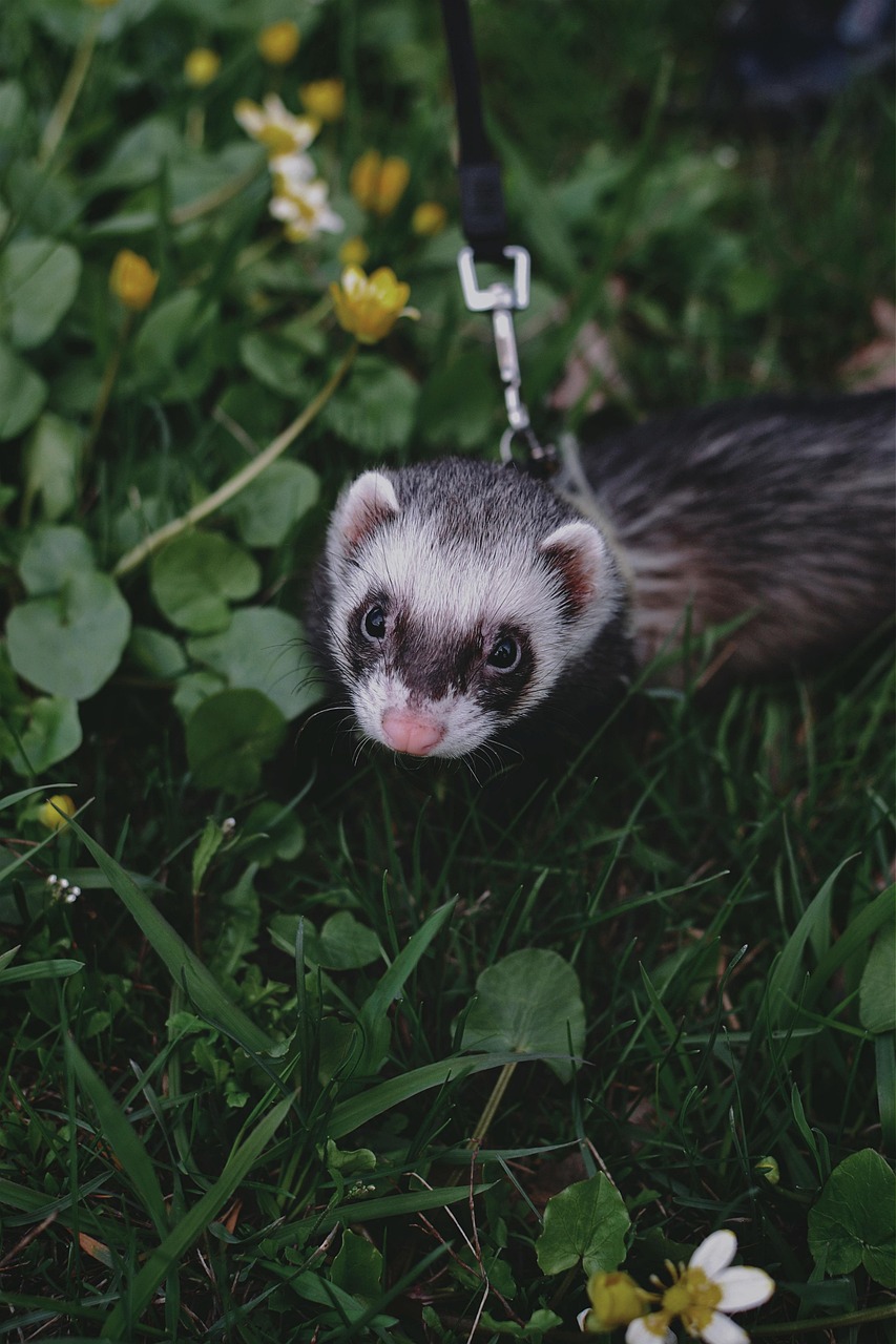  Ferret