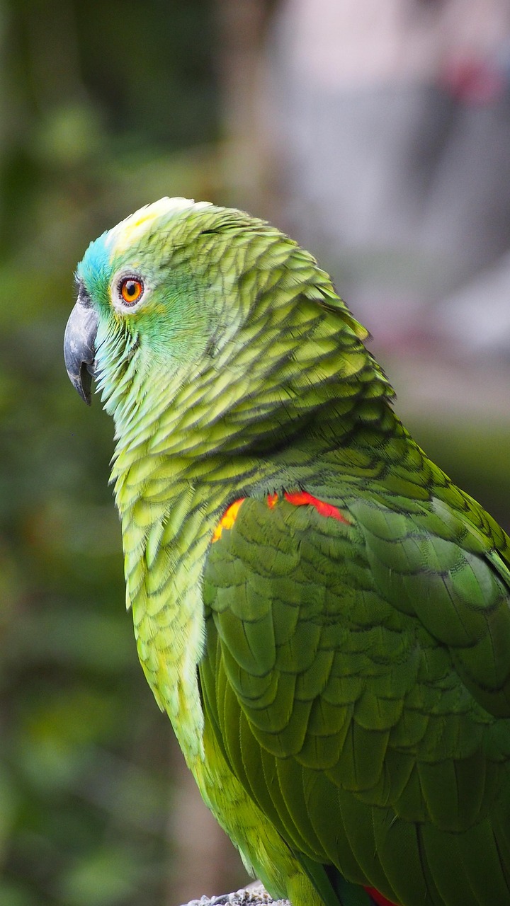  Green Parakeet 