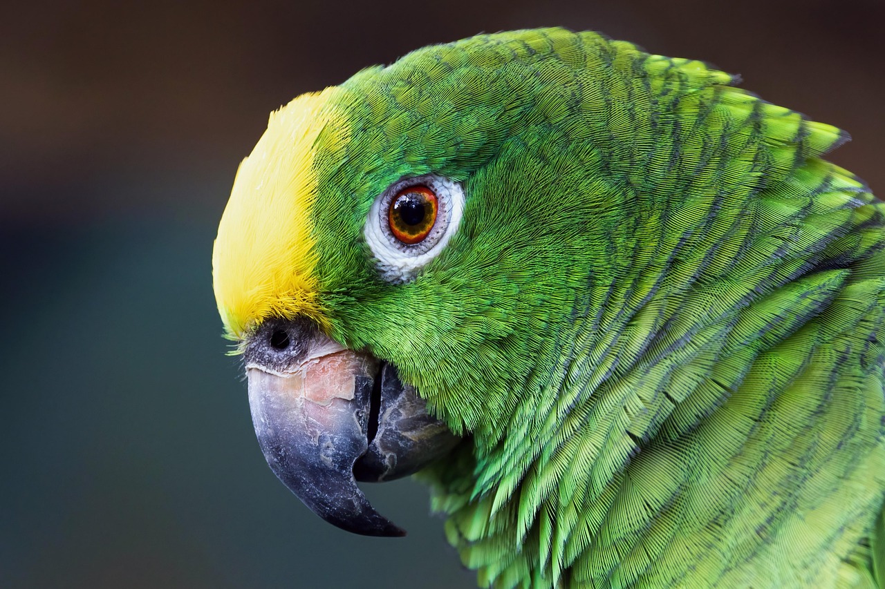 Green Parrot 