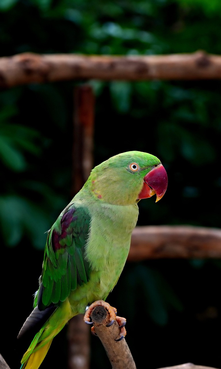  Green Parrot Two 