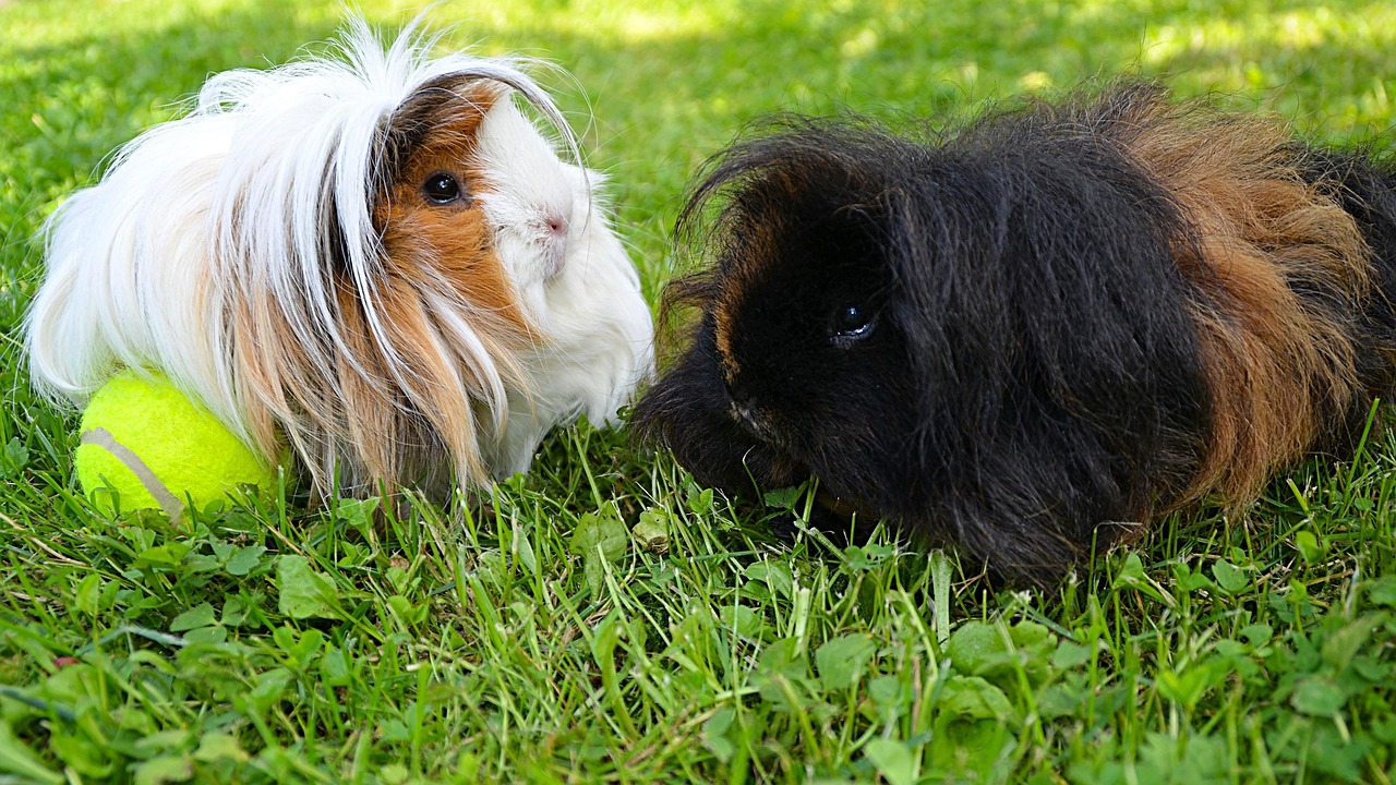 Guinea Pigs 